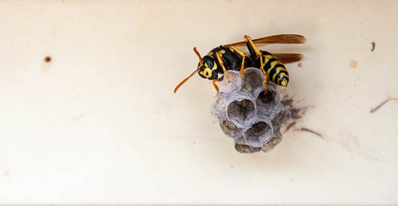 Wasp Removal