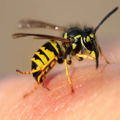 Wasps Removal