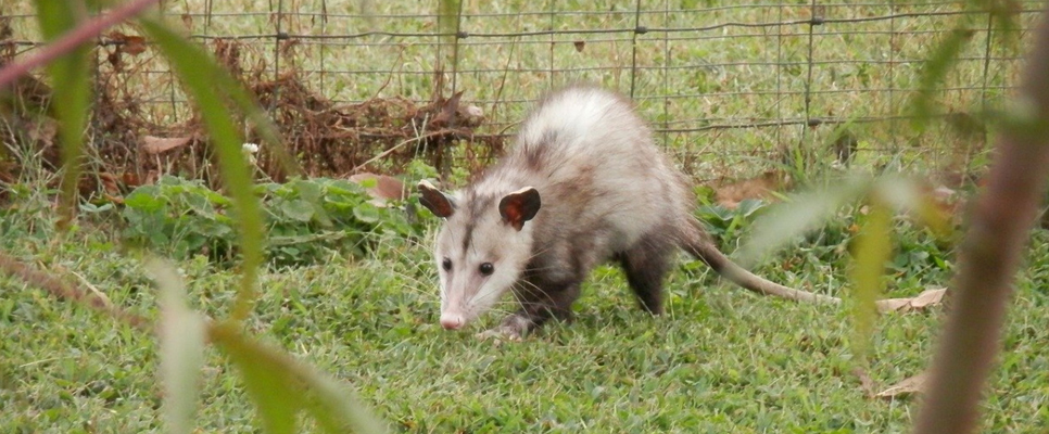 Pest Control For Possum Removal