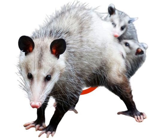 Possum Removal