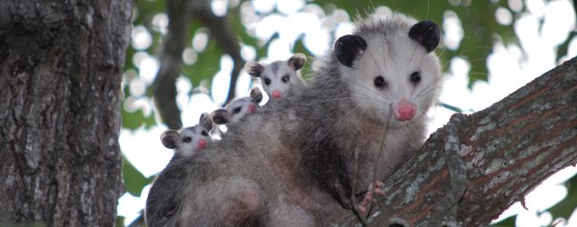 Possum Removal Service