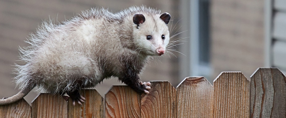 Possum Control Services