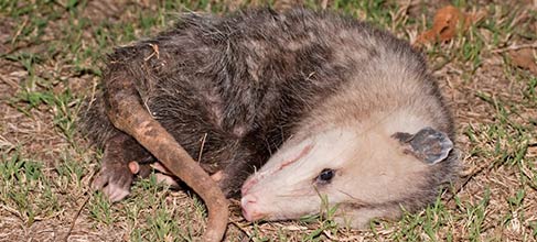 Possum Removal Services in Brisbane