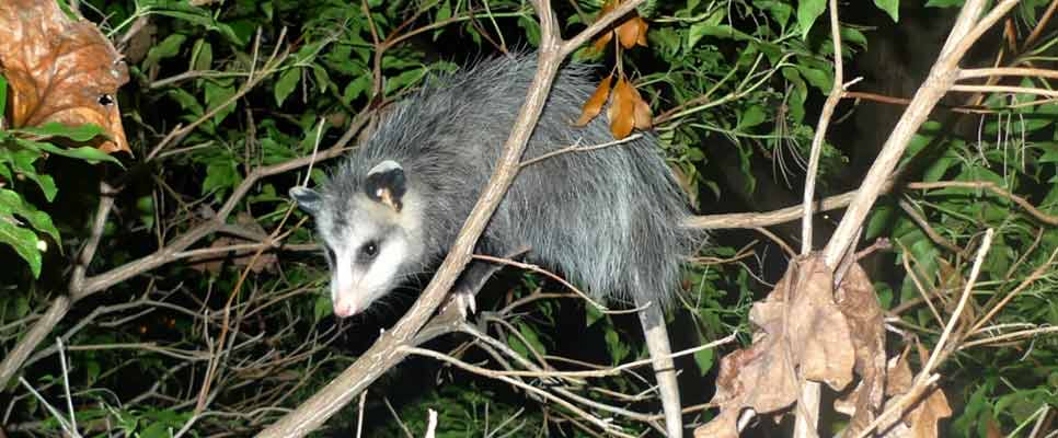 Possum Removal Services in Perth