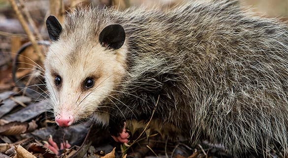 Possum Removal Sunshine Coast