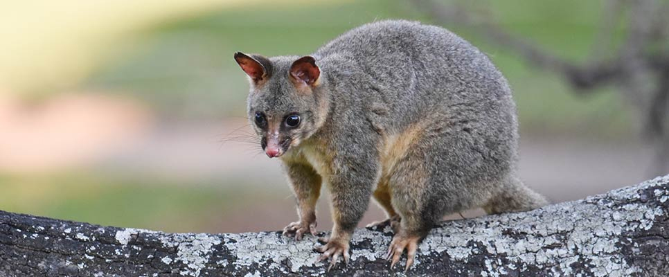 Possum Removal Services in Gold Coast