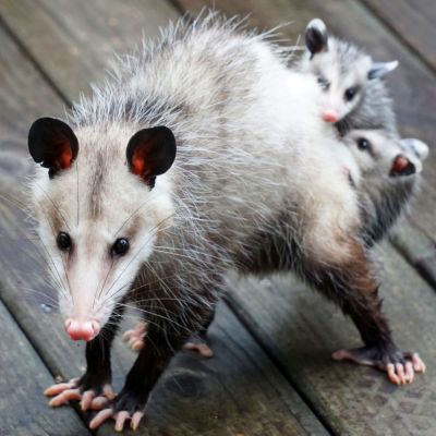 Possum Removal Icon