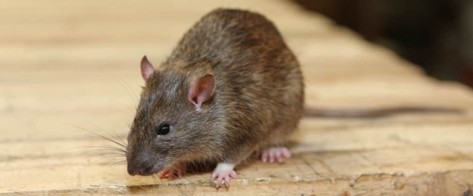 Rodent Control in Adelaide