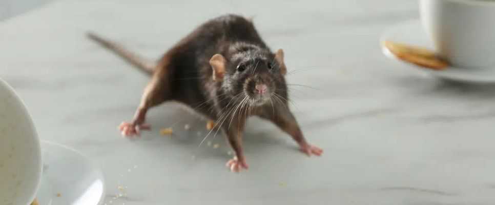 Rodent Control Services in Melbourne