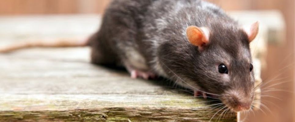 Rodent Control in Sunshine Coast