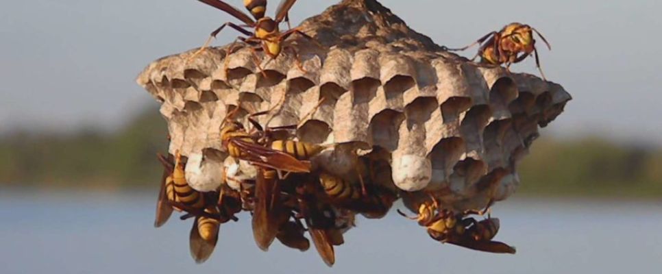 Wasp Control Services in Brisbane