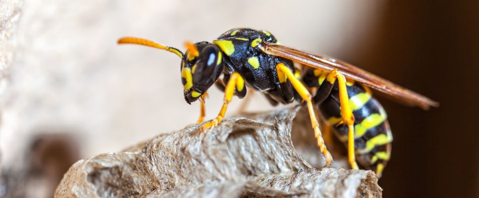 Wasp Control Gold Coast