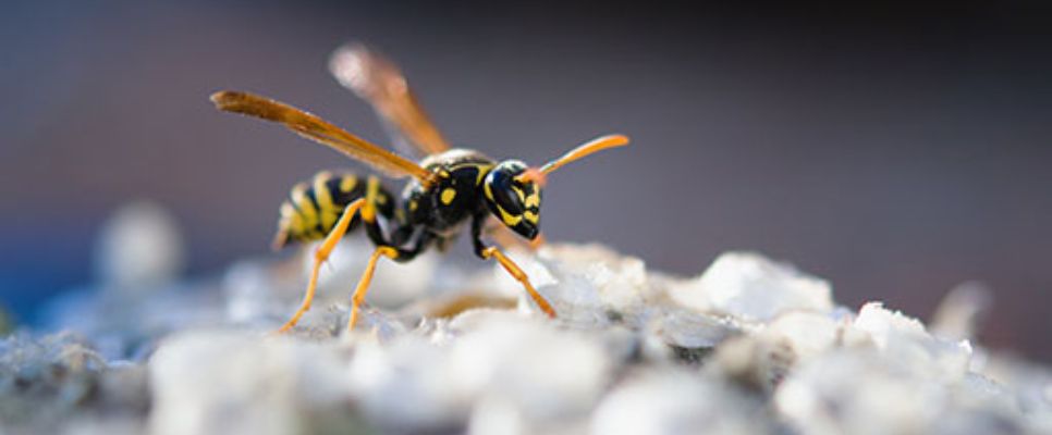 Wasp Removal Sydney